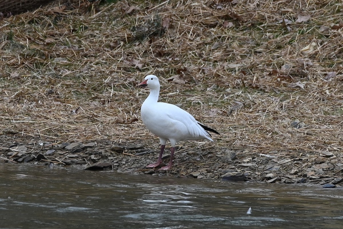 ハクガン - ML646131230