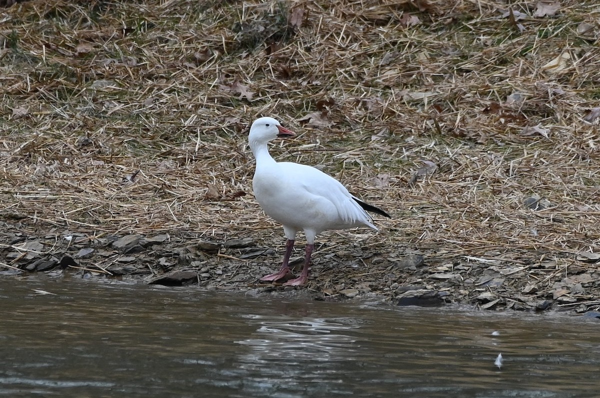 ハクガン - ML646131231