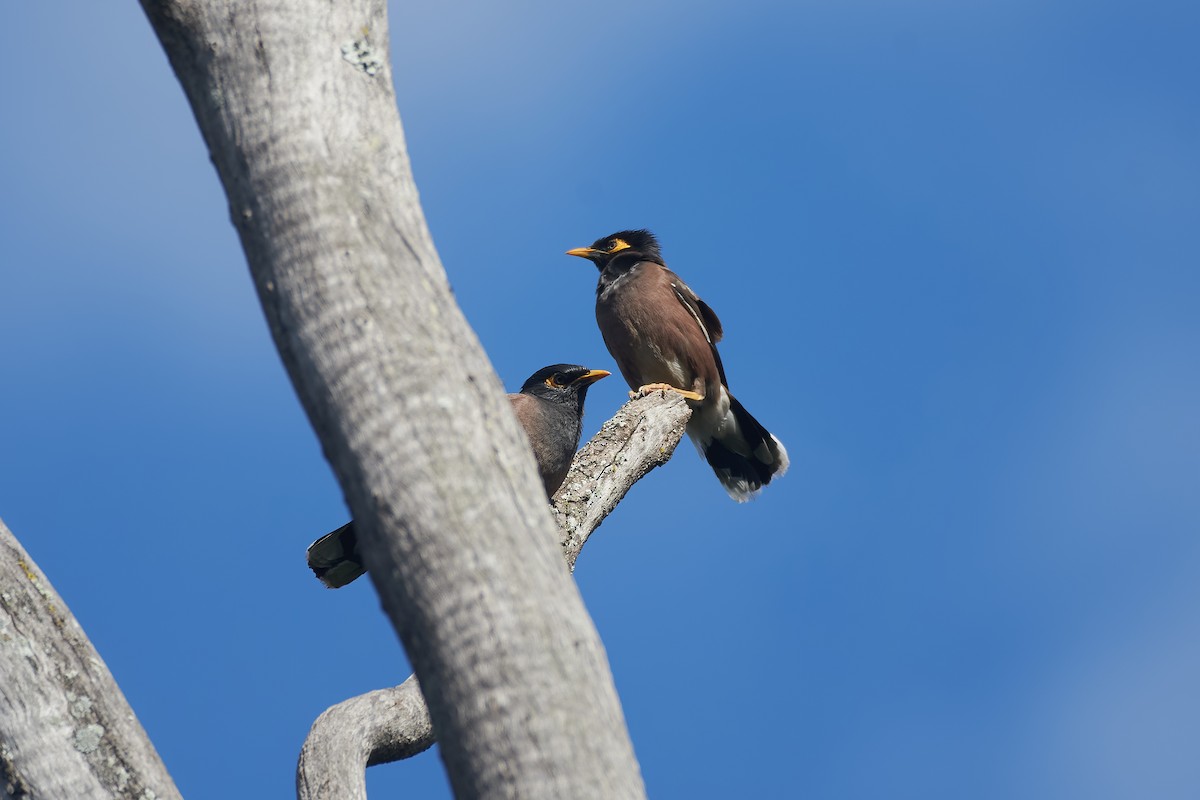 インドハッカ - ML646131241