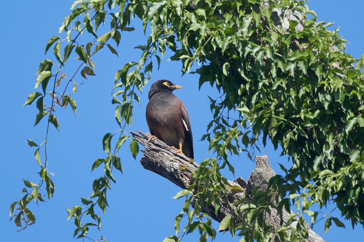 インドハッカ - ML646131242