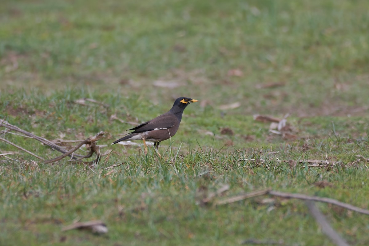 インドハッカ - ML646131243