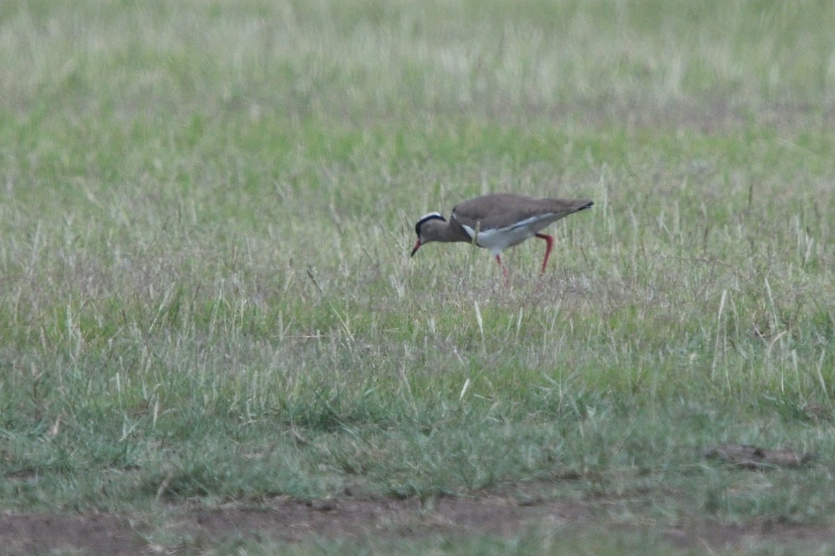 オウカンゲリ - ML646131244