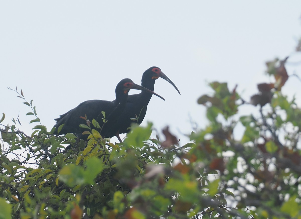 キバシトキ - ML646131250