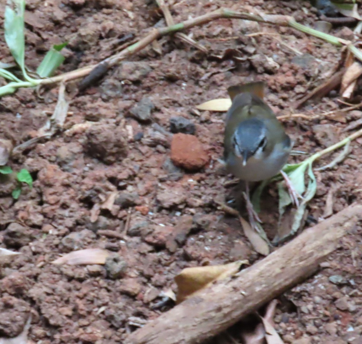 ハイガシラヤブヒタキ - ML646131251