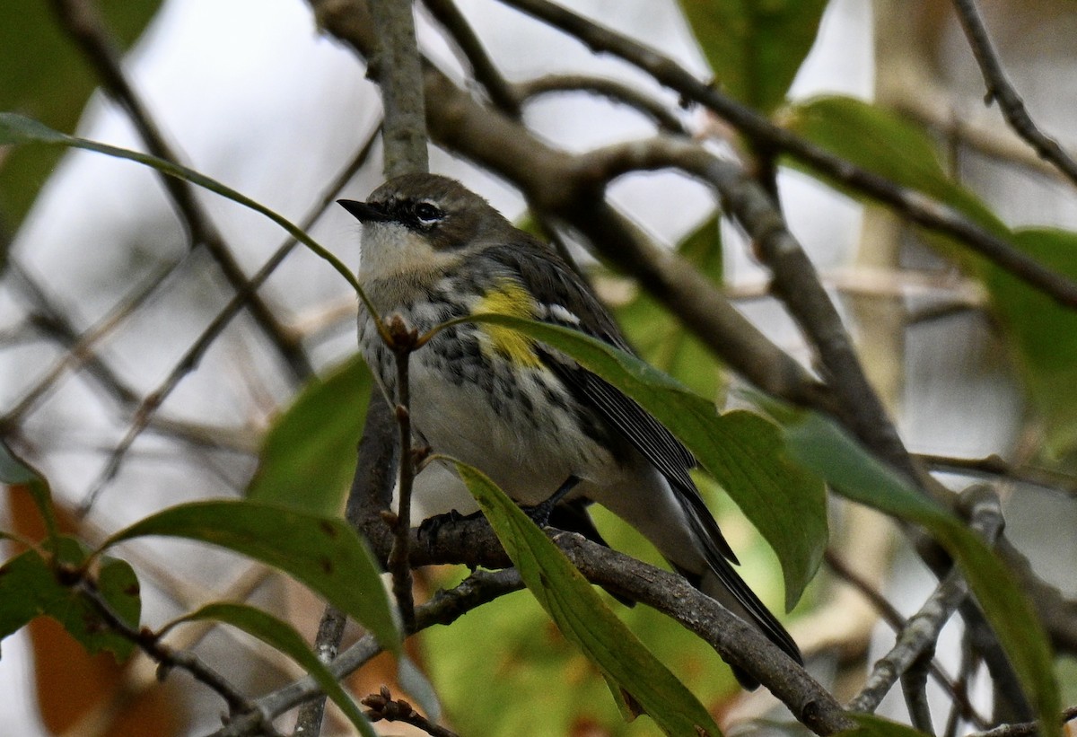 キヅタアメリカムシクイ - ML646131252