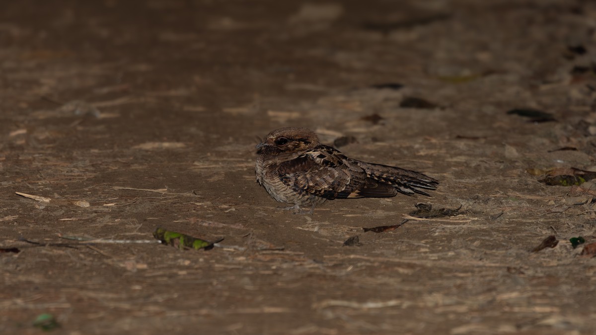 オオヨタカ - ML646131253