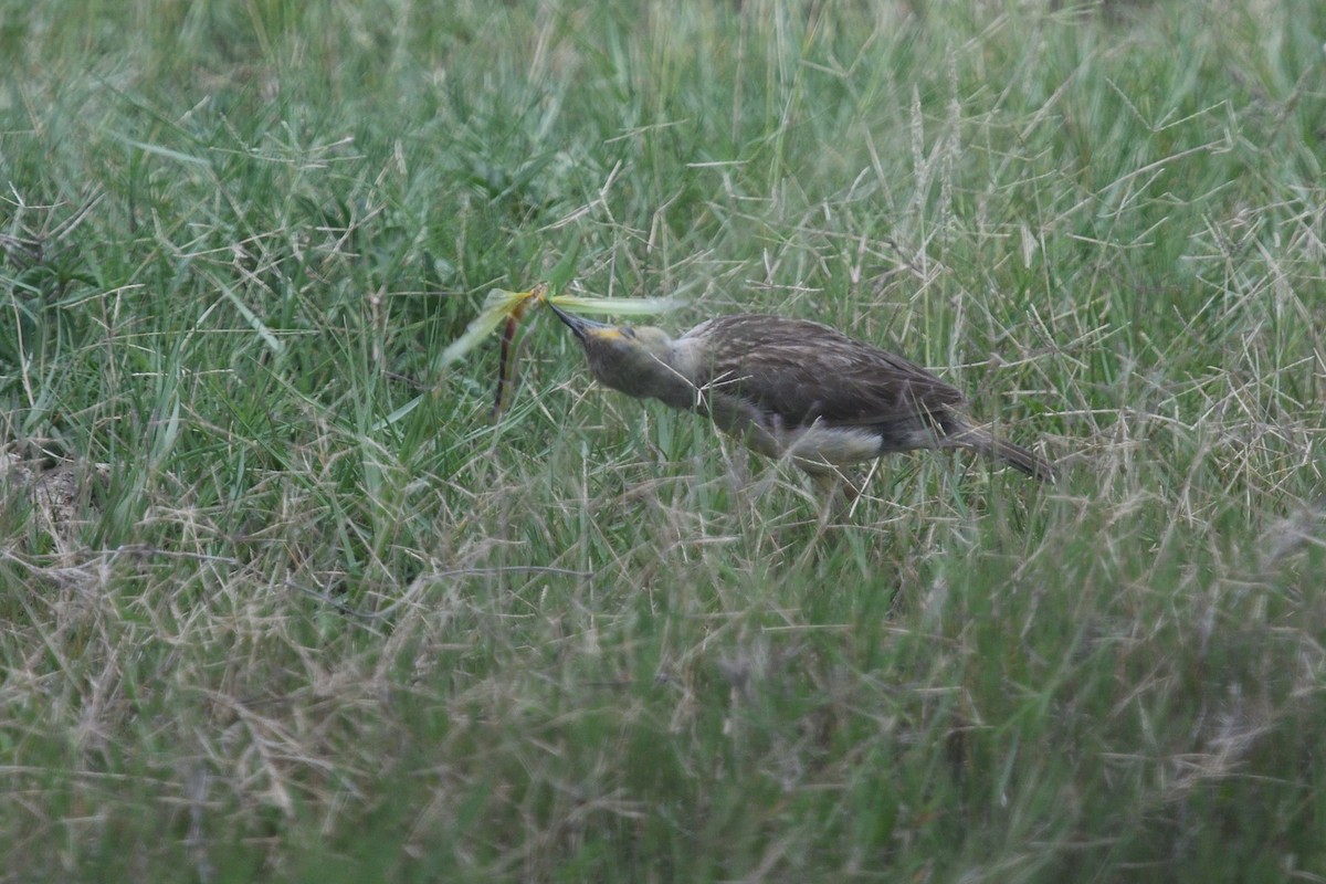 アカノドツメナガタヒバリ - ML646131255