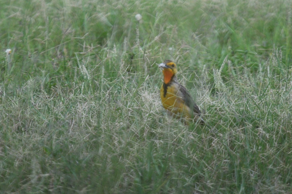 アカノドツメナガタヒバリ - ML646131256