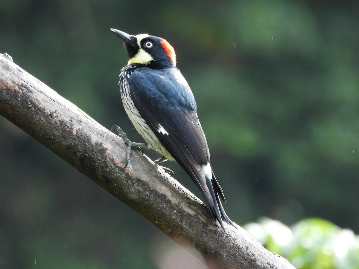 ドングリキツツキ - ML646131262