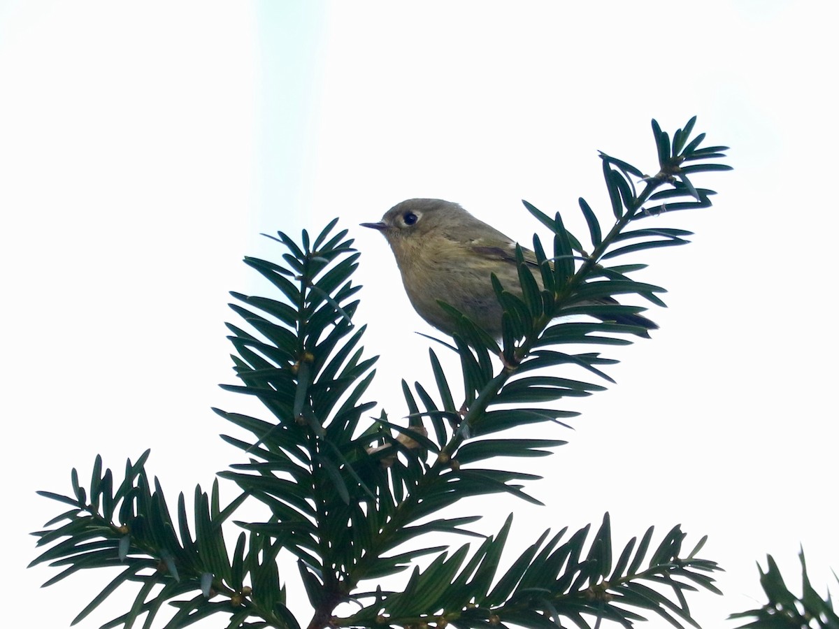 ルビーキクイタダキ - ML646131263