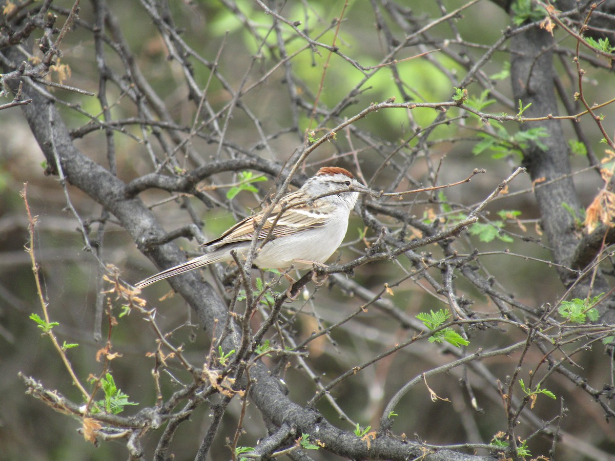 チャガシラヒメドリ - ML646131264