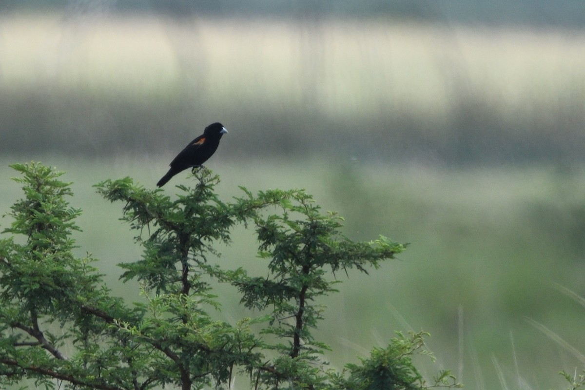 アカガタホウオウ - ML646131265