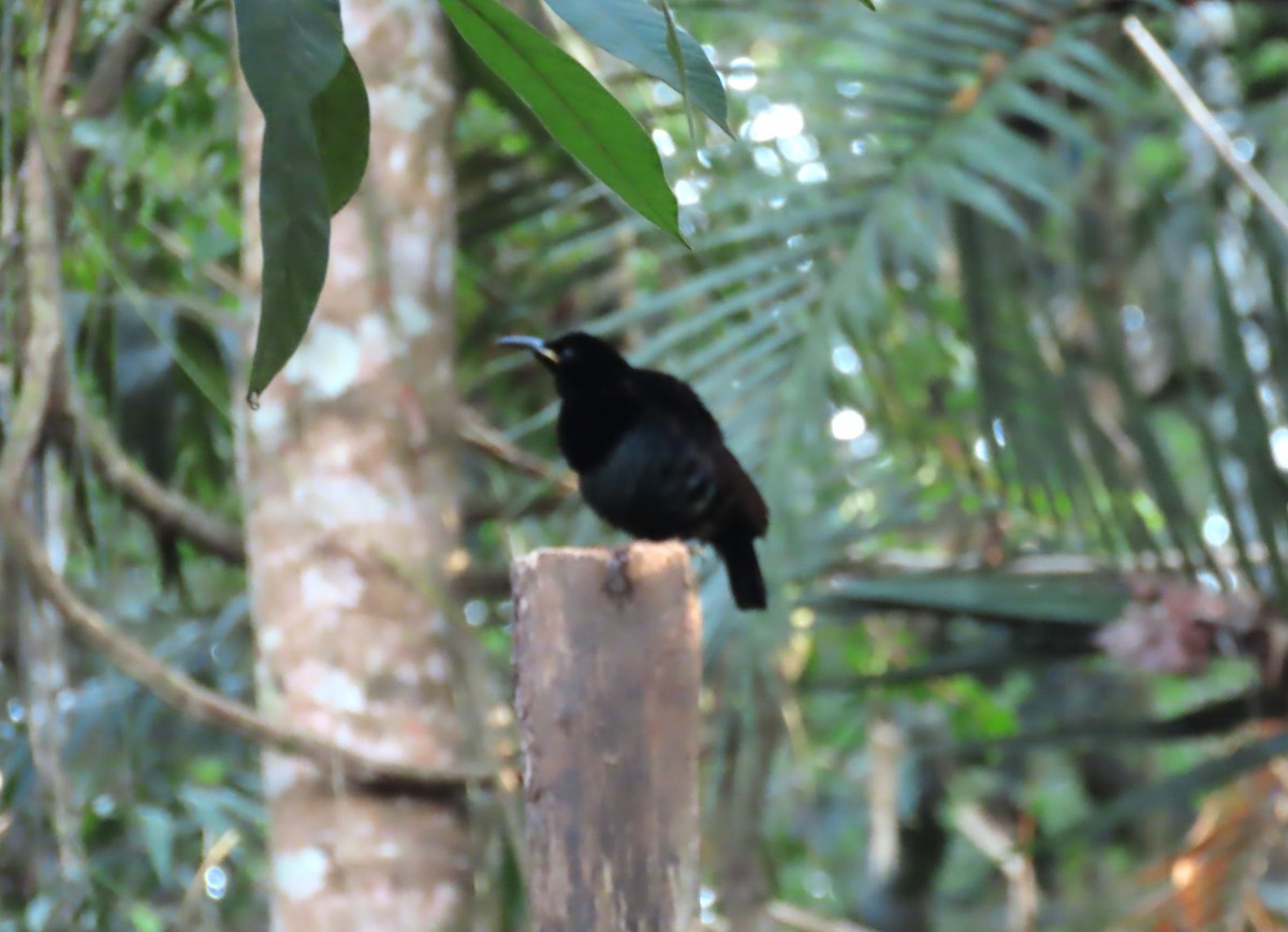 コウロコフウチョウ - ML646131266