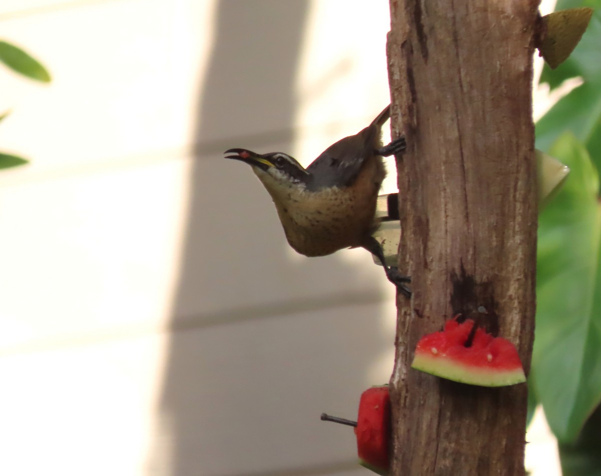 コウロコフウチョウ - ML646131267