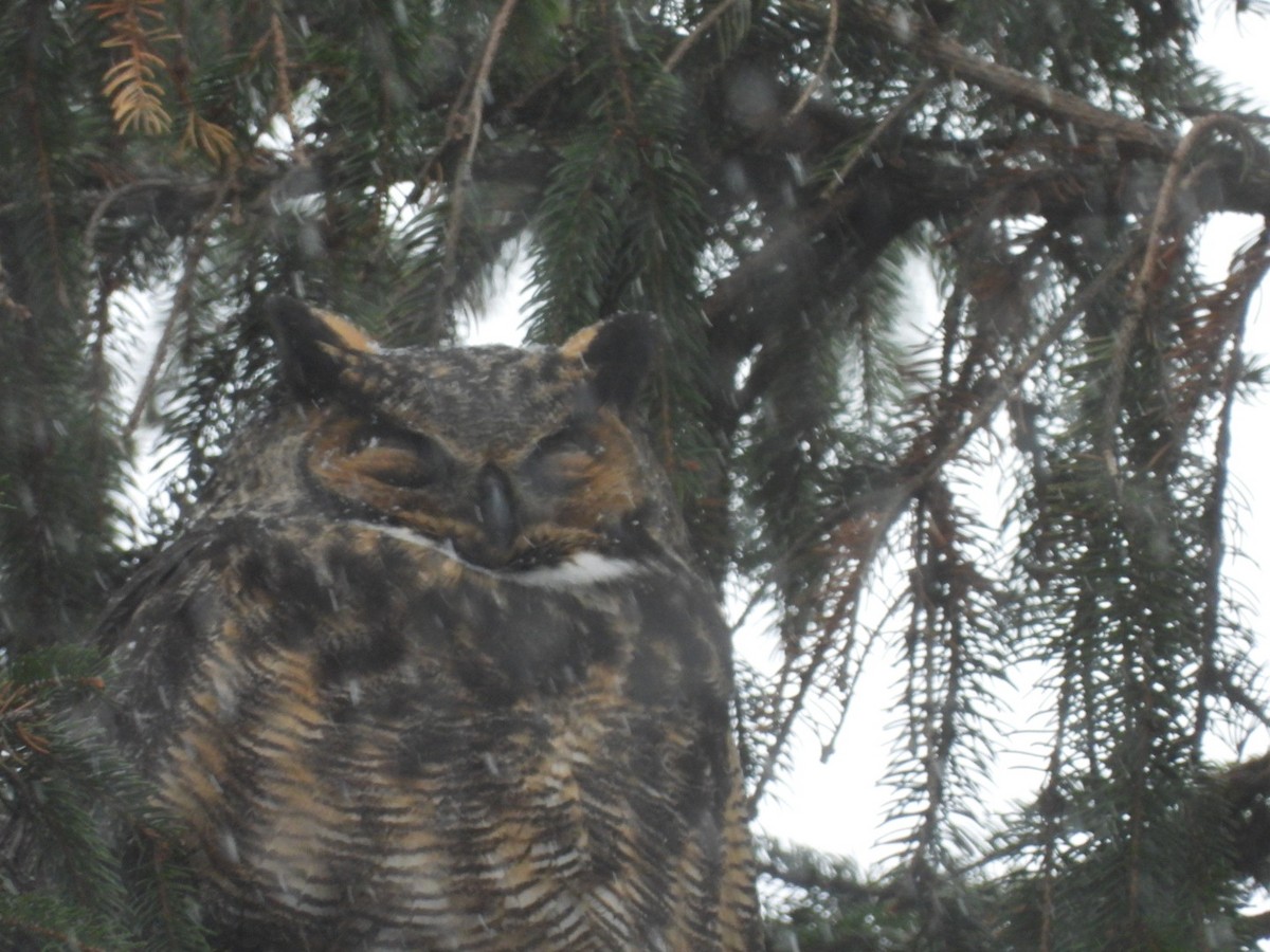 Great Horned Owl - ML646131269