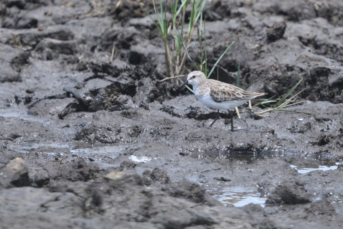 Little Stint - ML646131271
