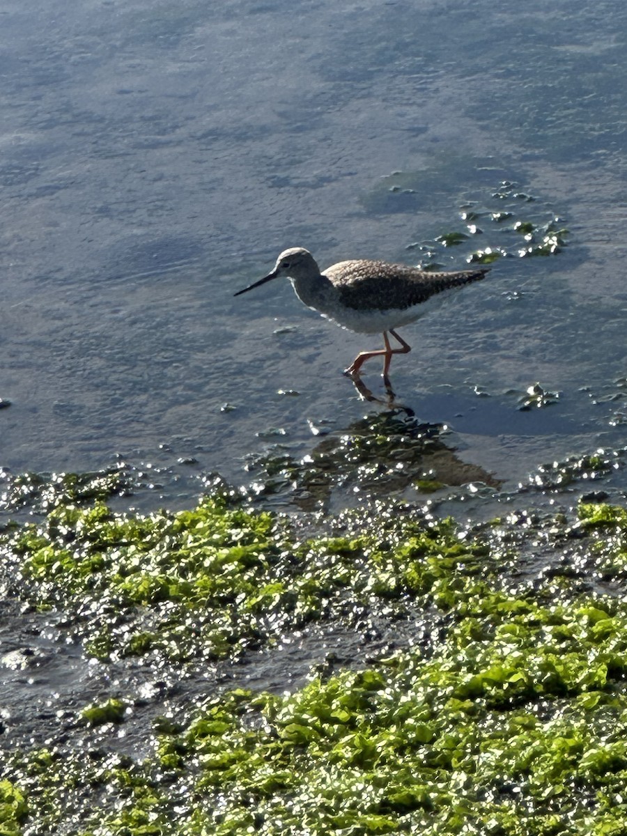 Greater Yellowlegs - ML646131277