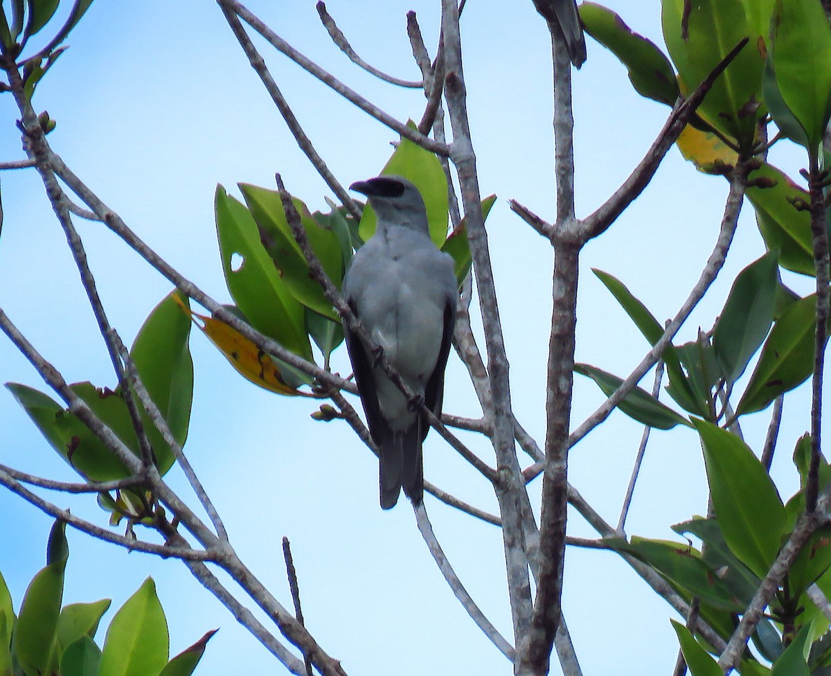 Boyer's Cuckooshrike - ML646131283