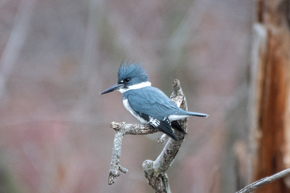 Belted Kingfisher - ML646131285