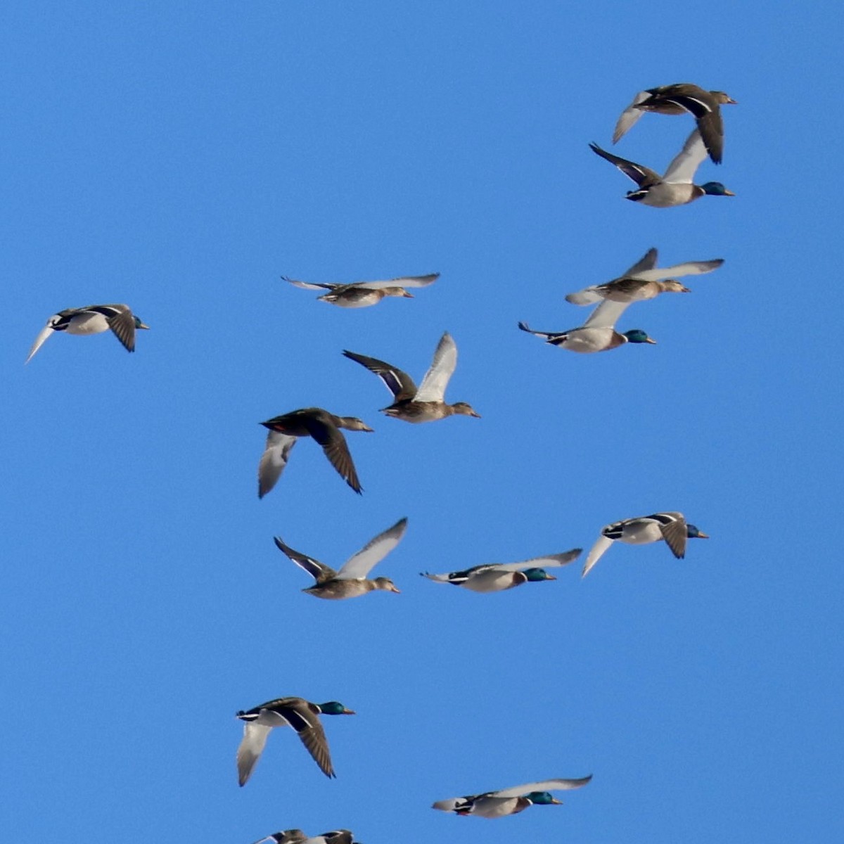 American Black Duck - ML646131287