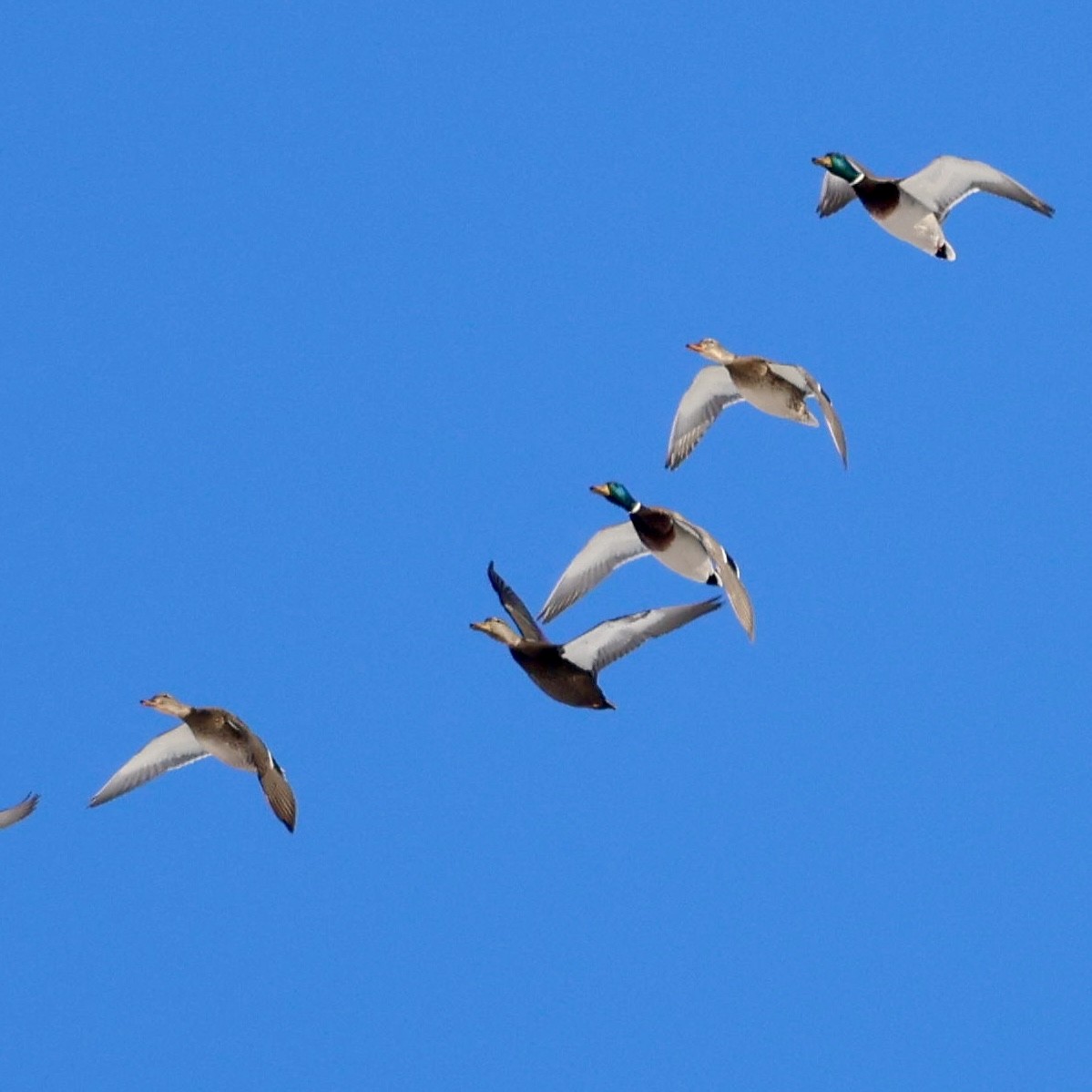 American Black Duck - ML646131288