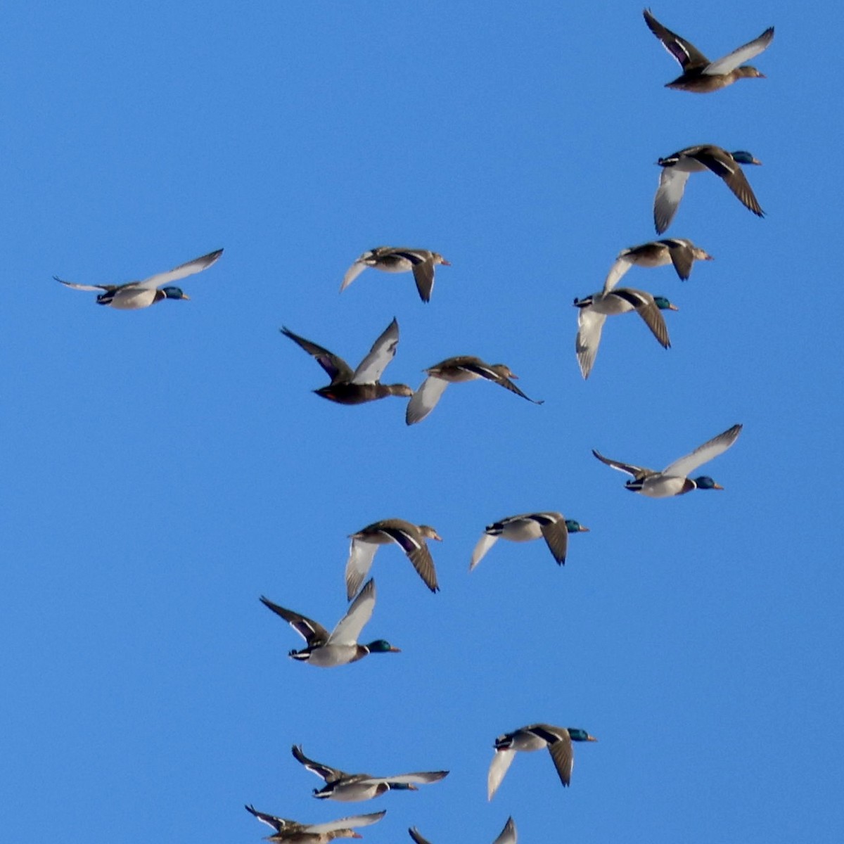 American Black Duck - ML646131289