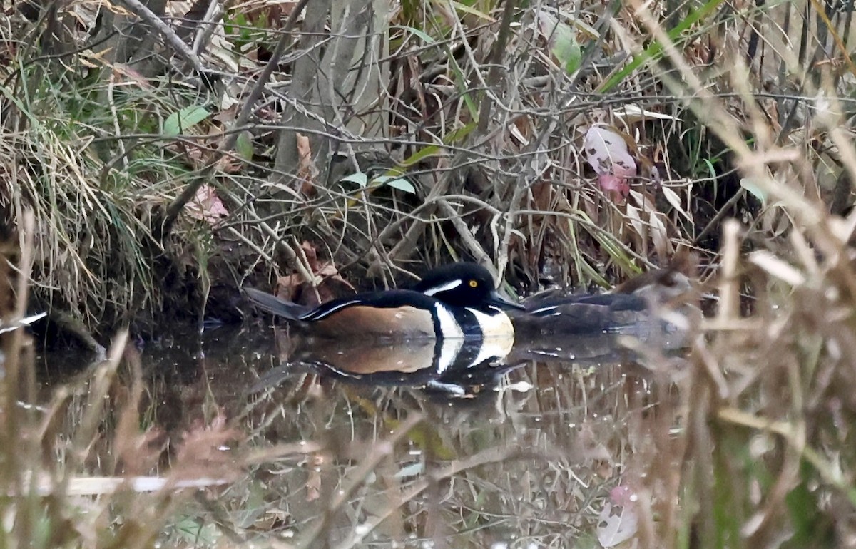 オウギアイサ - ML646131292