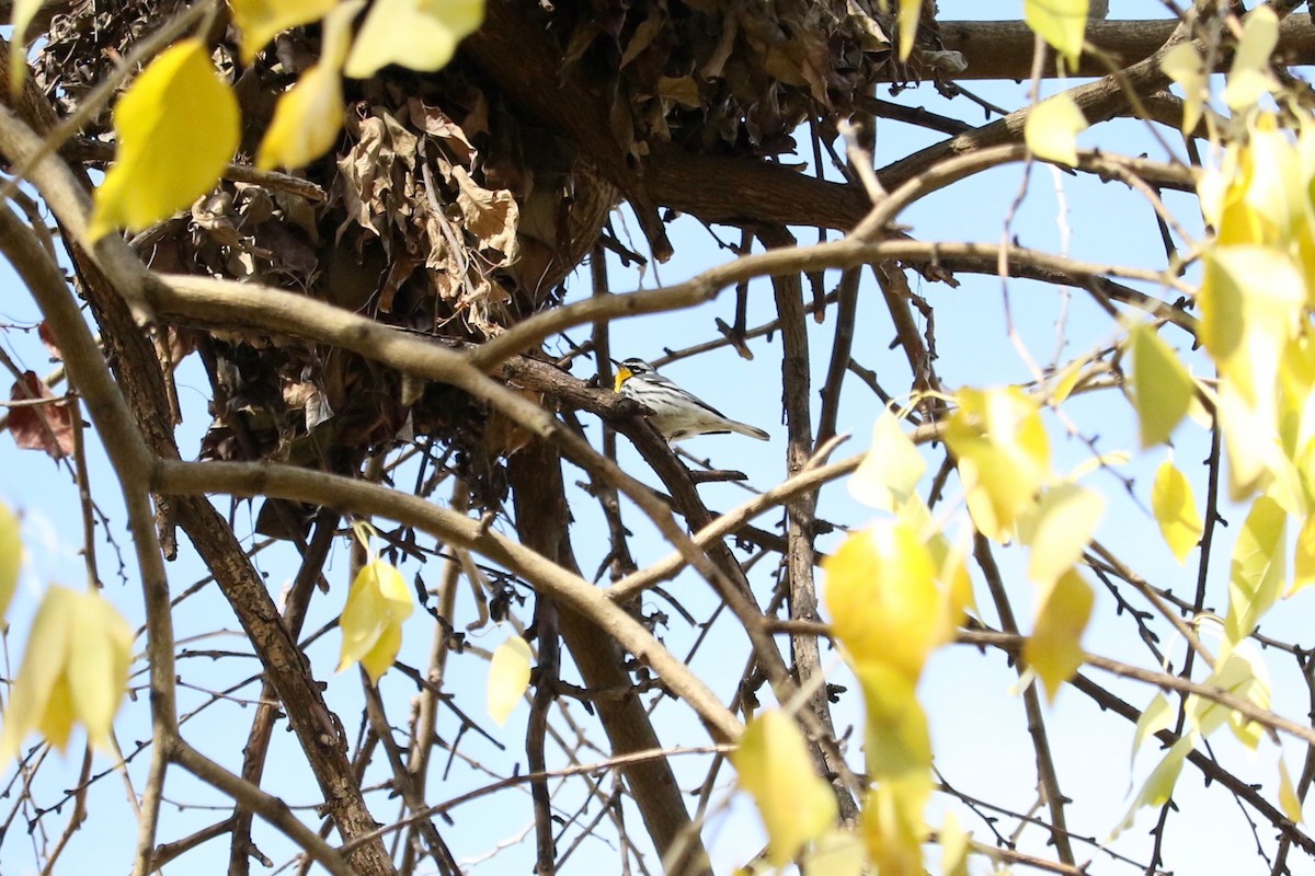 Yellow-throated Warbler - ML646131294