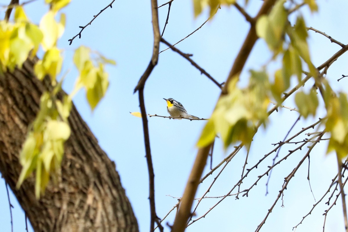 Yellow-throated Warbler - ML646131296