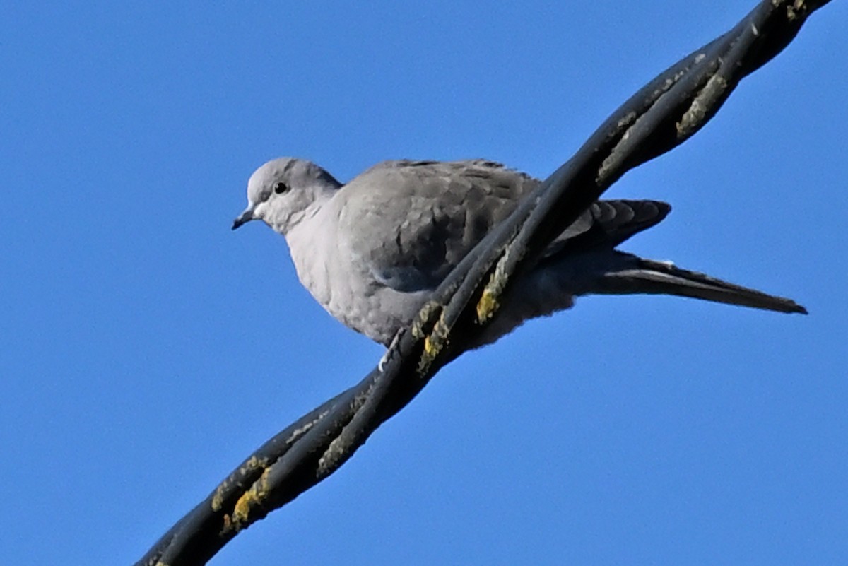 灰斑鳩 - ML646131297