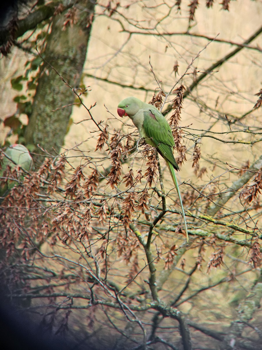Alexandrine Parakeet - ML646131300