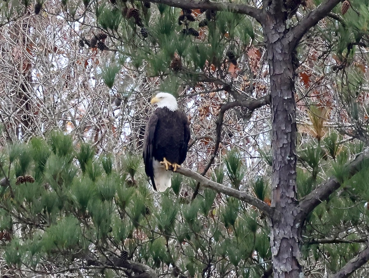 ハクトウワシ - ML646131304