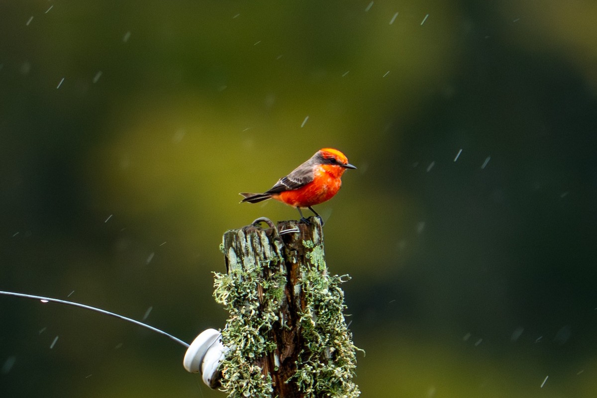 Vermilion Flycatcher - ML646131310