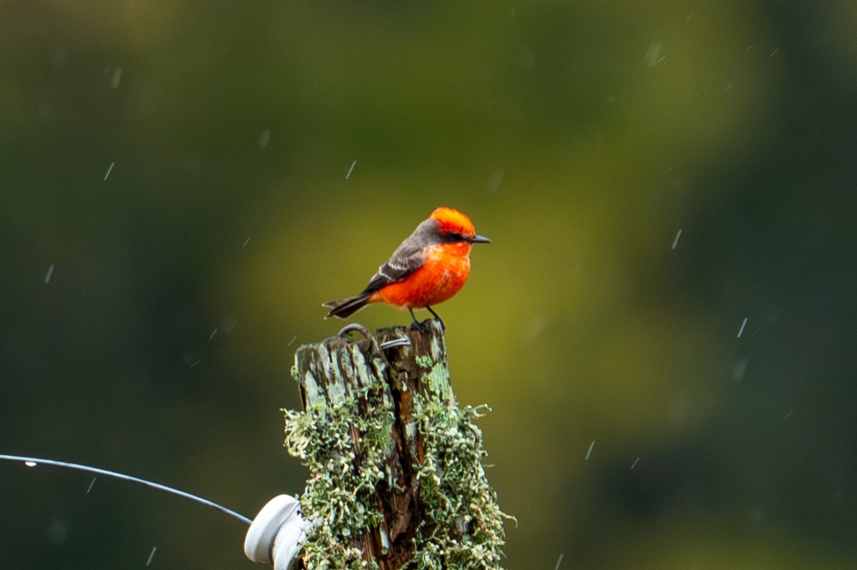 Vermilion Flycatcher - ML646131311