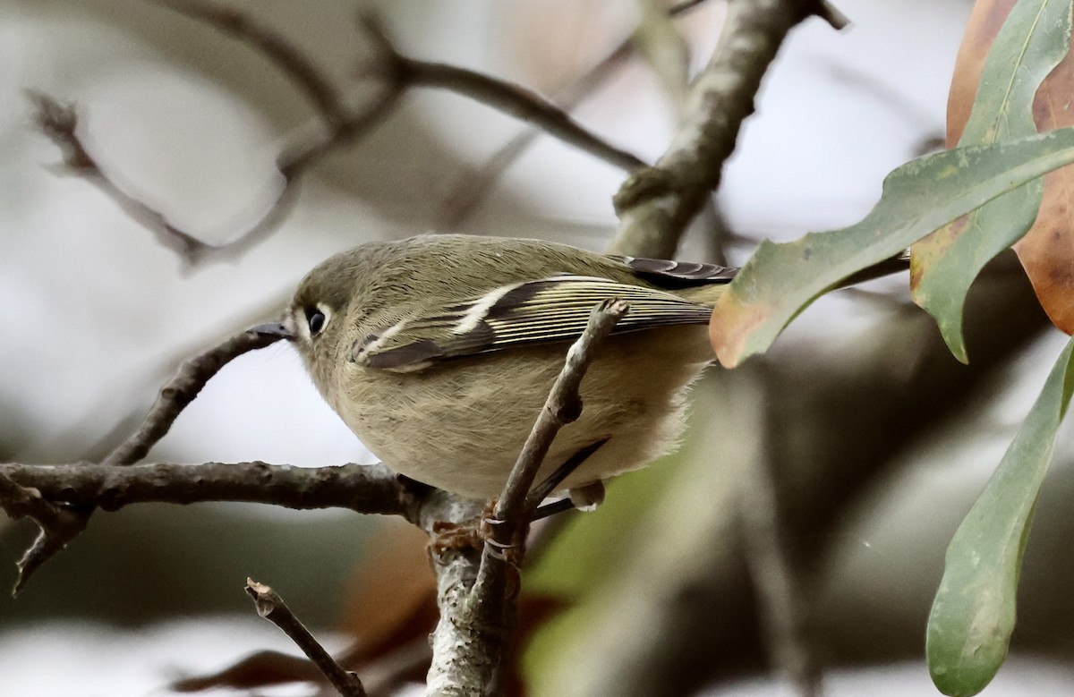 ルビーキクイタダキ - ML646131326