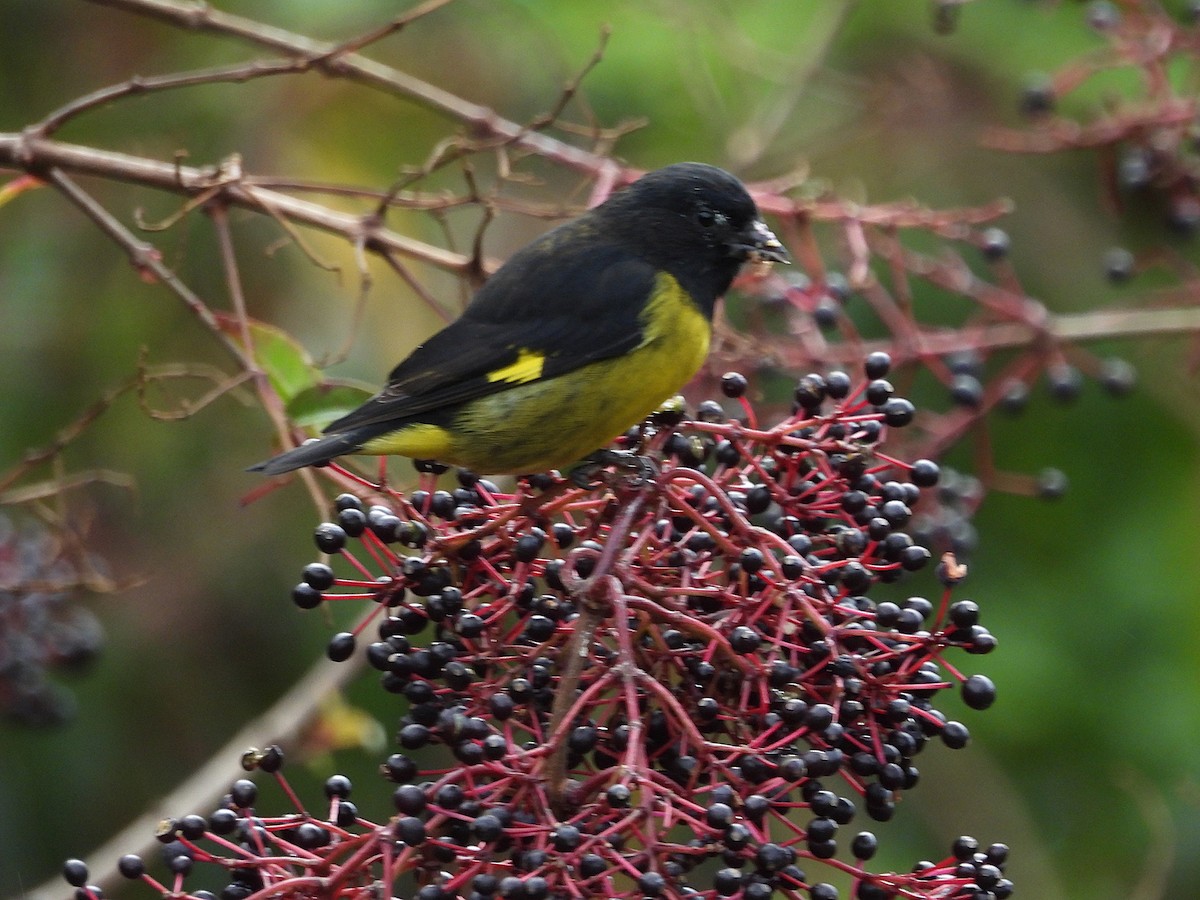 Yellow-bellied Siskin - ML646131333