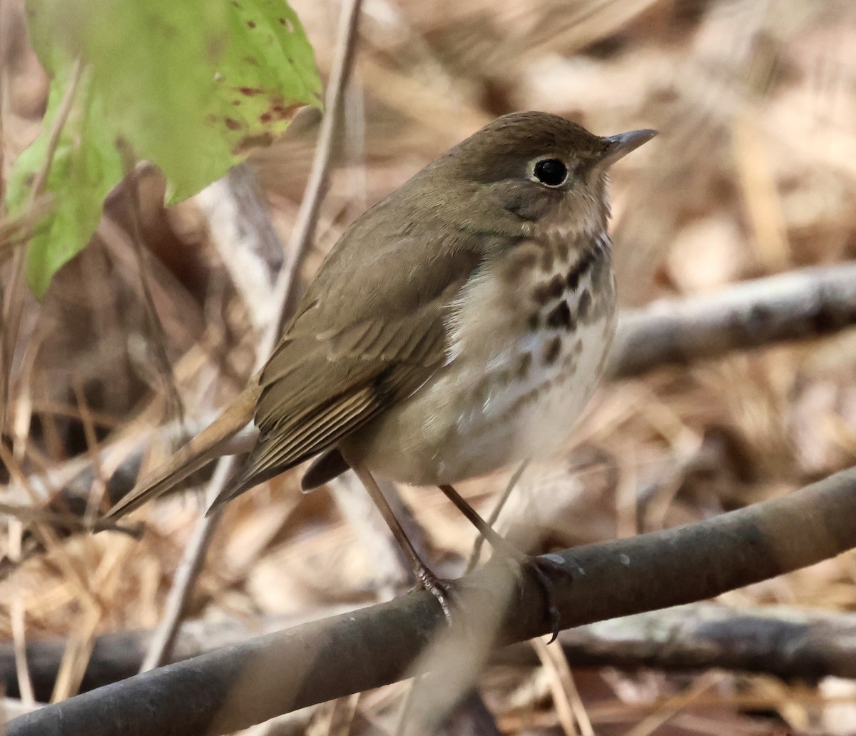 チャイロコツグミ - ML646131339