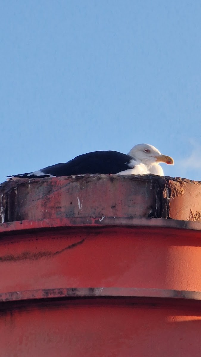 racek mořský - ML646131342