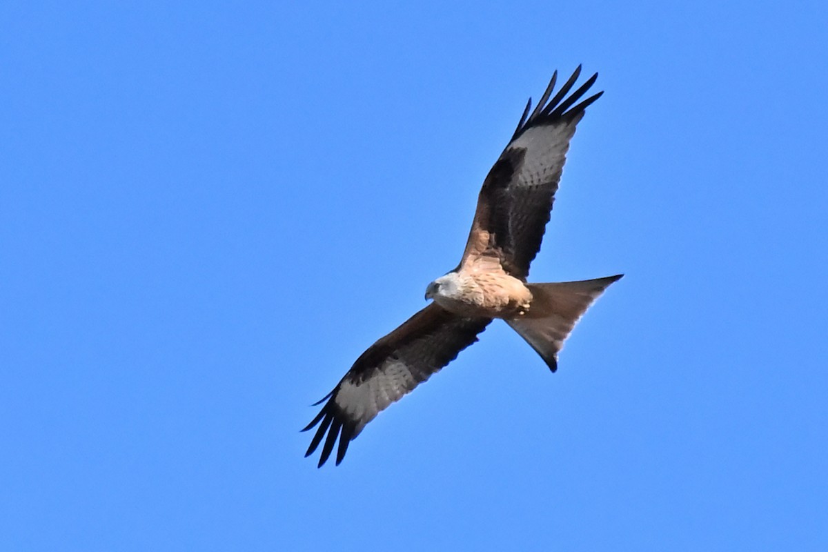 Red Kite - ML646131343