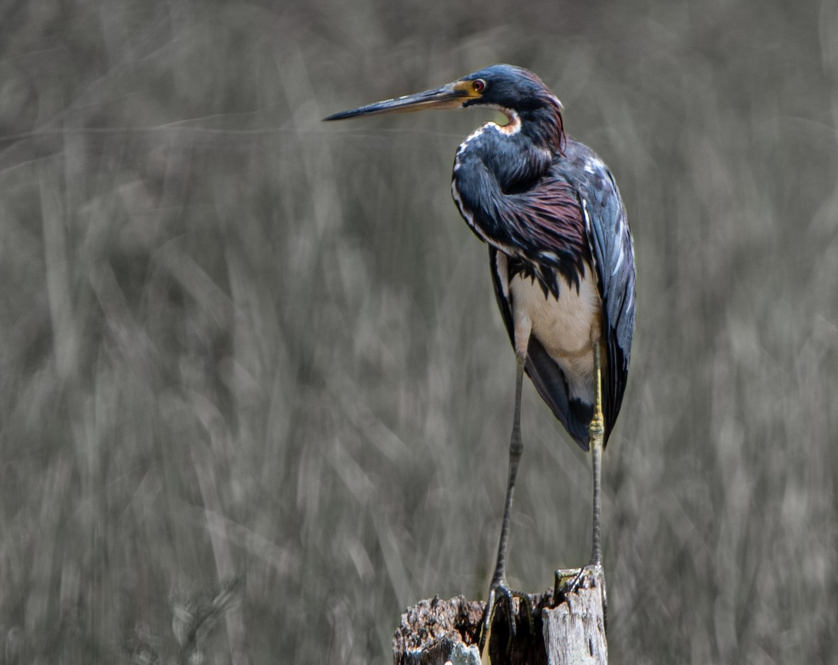 Tricolored Heron - ML646131346