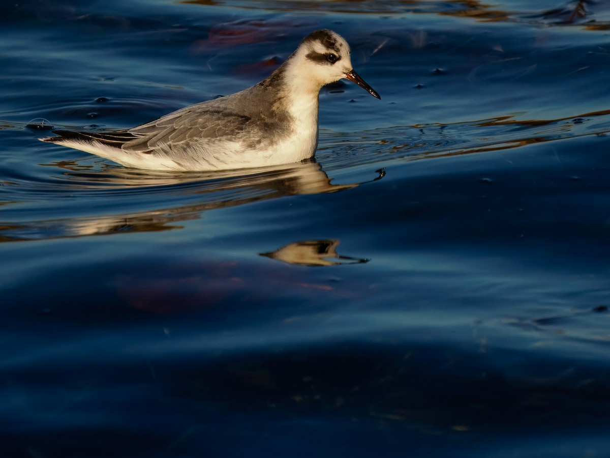 Thorshühnchen - ML646131347