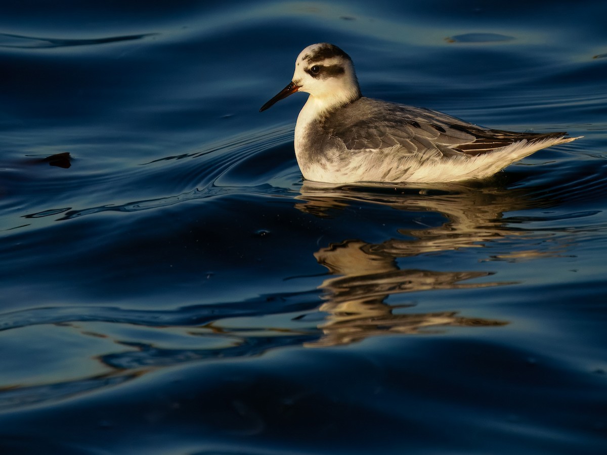 Thorshühnchen - ML646131348