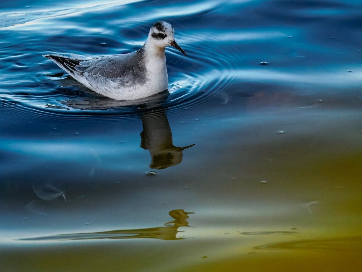 Thorshühnchen - ML646131349