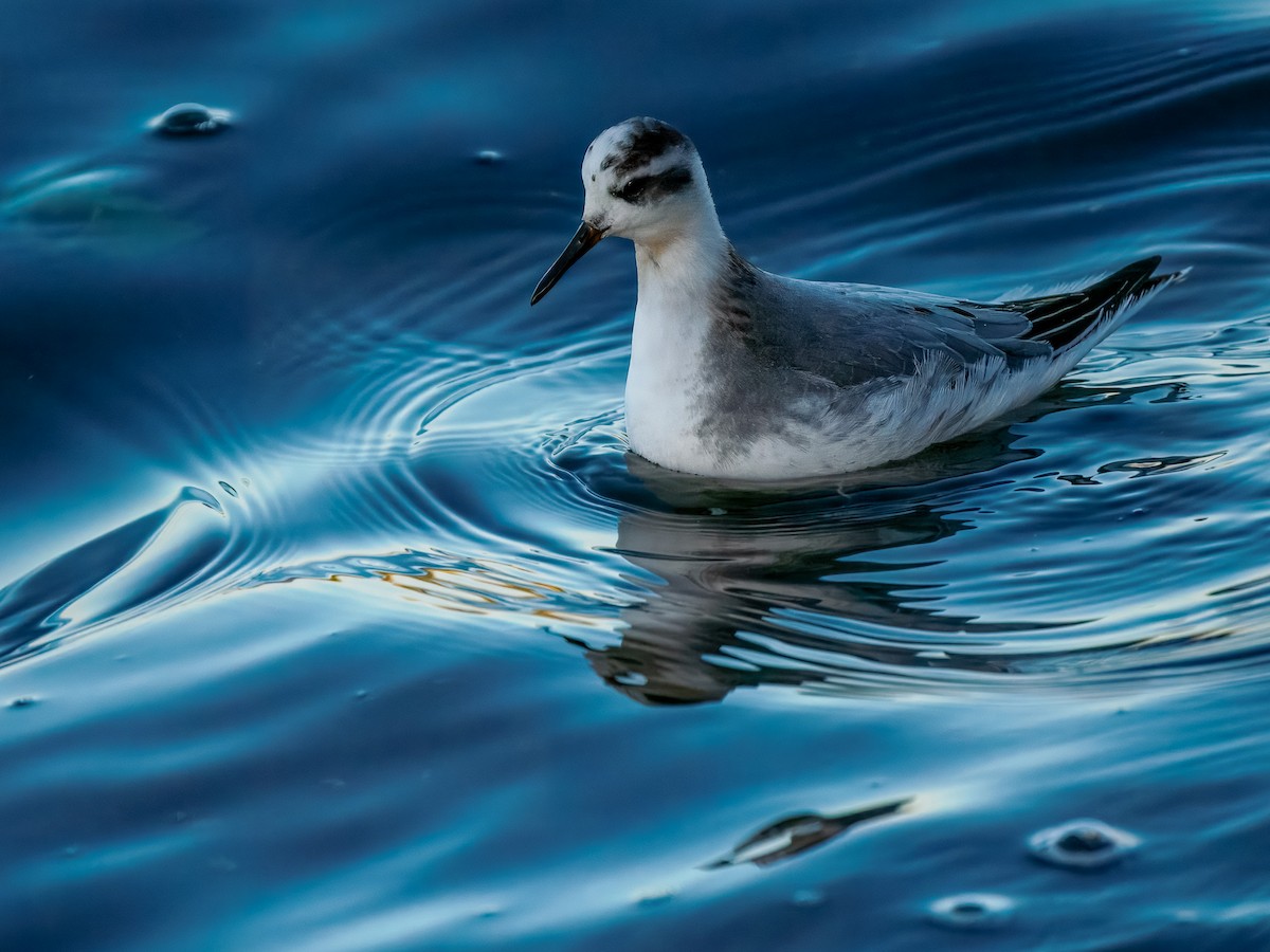 Thorshühnchen - ML646131350