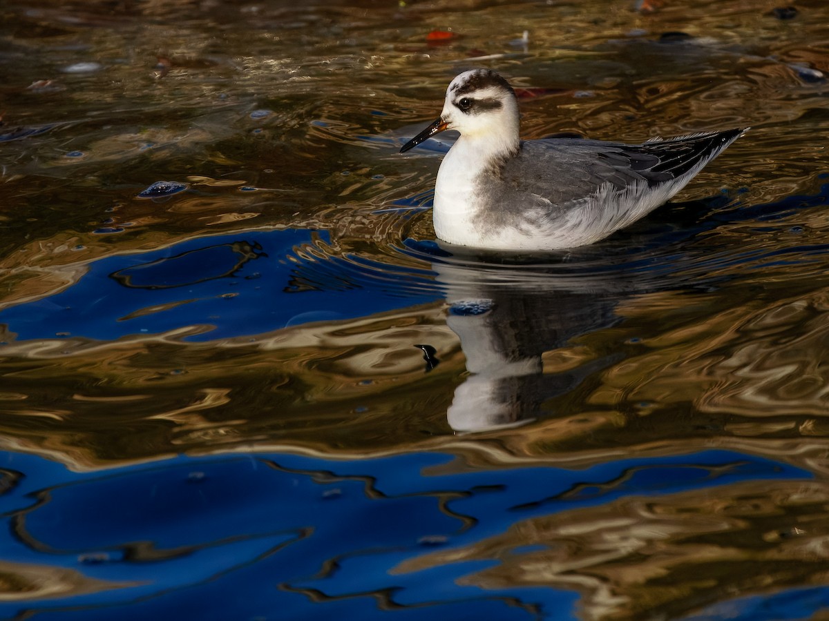 Thorshühnchen - ML646131351