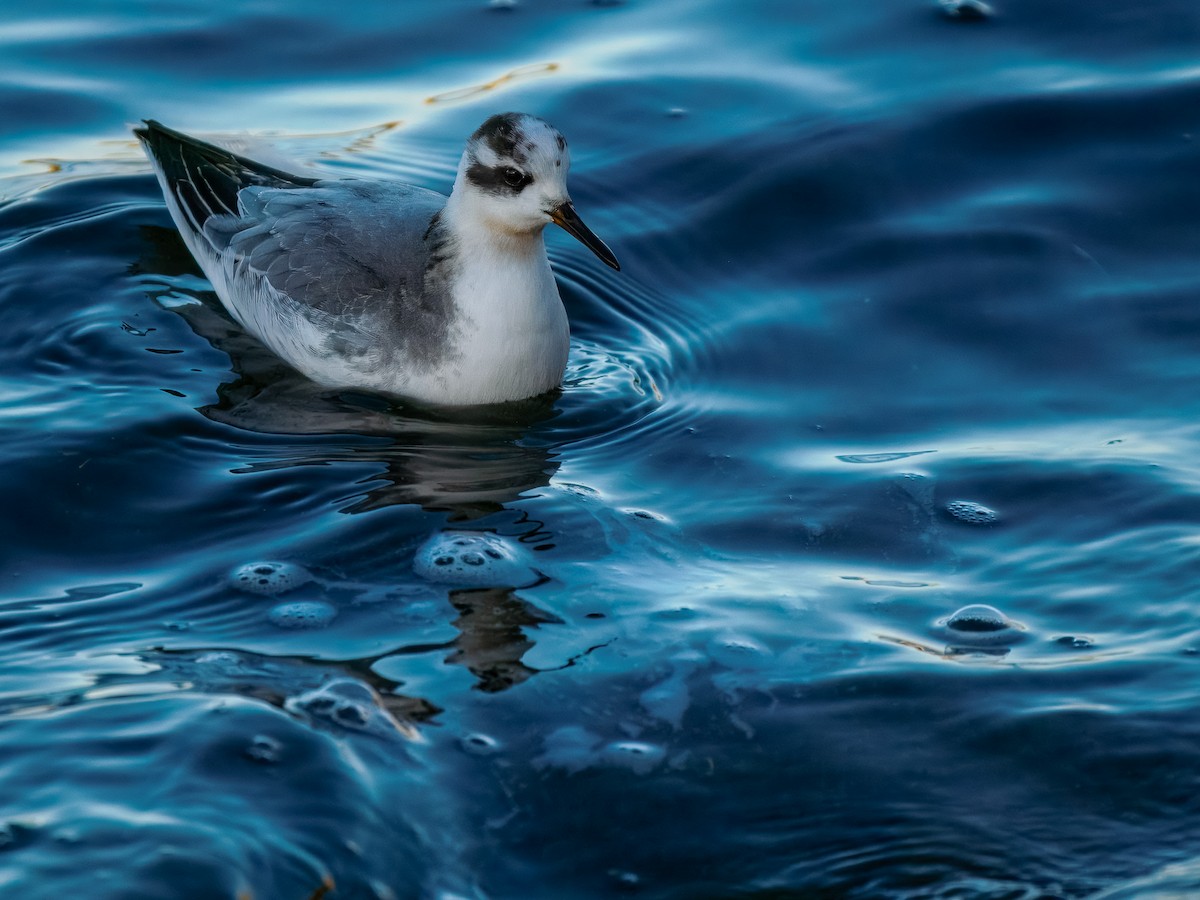 Thorshühnchen - ML646131352