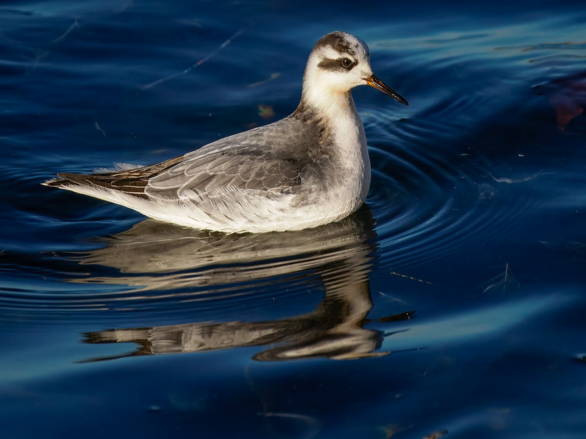 Thorshühnchen - ML646131353