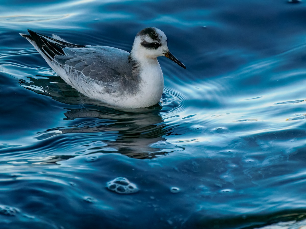 Thorshühnchen - ML646131354