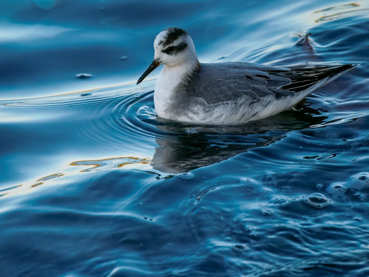 Thorshühnchen - ML646131355