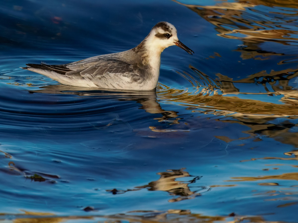 Thorshühnchen - ML646131356